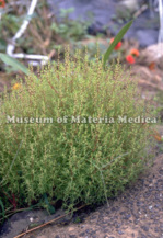 Artemisia capillaris 