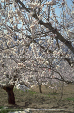 Prunus armeniaca var. ansu